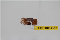 藏品(拉氏清溪蟹)的圖片